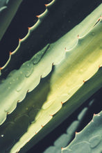 Load image into Gallery viewer, Daily Refresh Balancing Toner